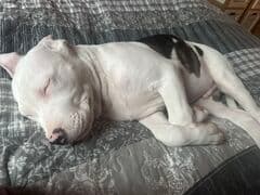 Min fina bebis amstaff stafford terrier 