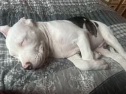 Min fina bebis amstaff stafford terrier 