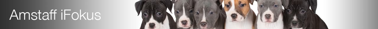 Amstaff iFokus